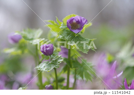 北海道の絶景地は滝野すずらん丘陵公園 11541042