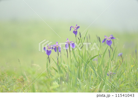 霧中のヒオウギアヤメ 11541043