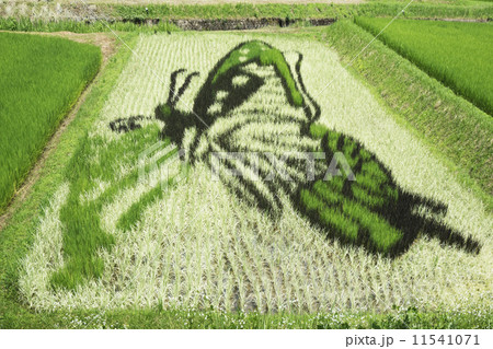 田んぼアート 11541071