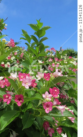 函館のハコネウツギ 11541126