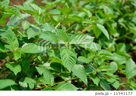 モロヘイヤ 11541177