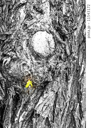 bark with a young green leaf bark with a young green leaf 11543172