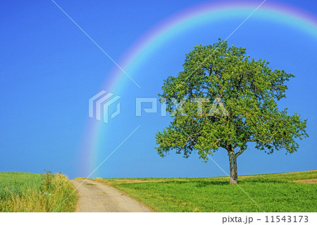 Tree on a way with a rainbow 11543173