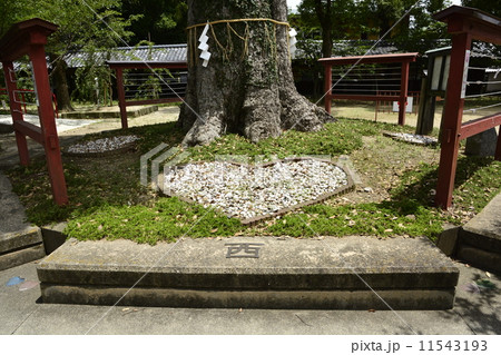 恋木神社 11543193