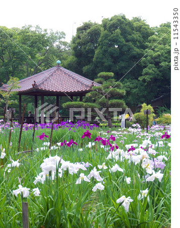 城北菖蒲園 城北菖蒲園 11543350