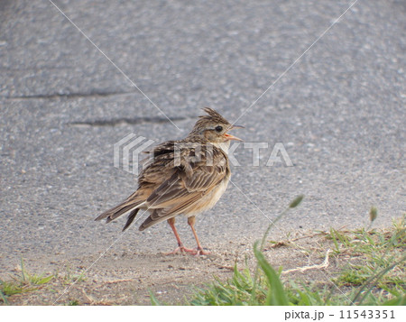 ヒバリ ヒバリ 11543351