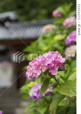 矢田寺の紫陽花 11543352