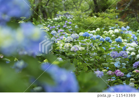 矢田寺のアジサイ園 11543369