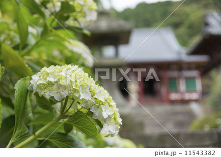 矢田寺の紫陽花 11543382