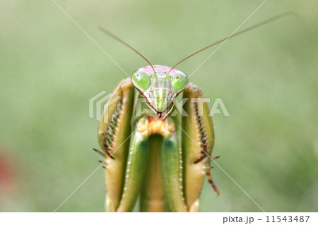 オオカマキリ オオカマキリ 11543487