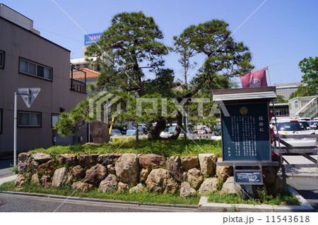 家康公鎧掛松 11543618