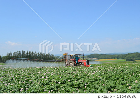 ジャガイモ（男爵）の防除 11543636