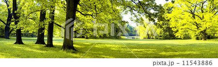 Lush forest Lush forest 11543886