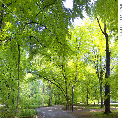 Lush forest 11543968