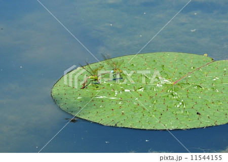 ギンヤンマのつがい 11544155