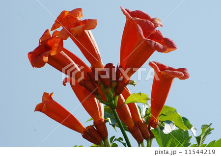 ノウゼンカズラ　02 11544219