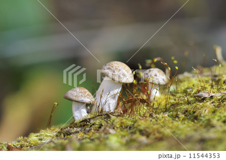 ブナシメジ 11544353