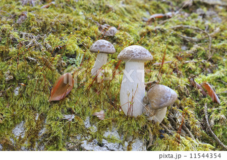 ブナシメジ 11544354