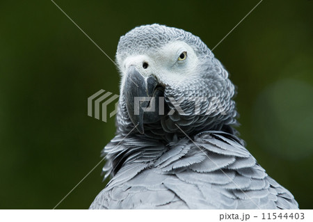 parrot 11544403