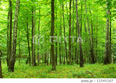 green forest green forest 11545187
