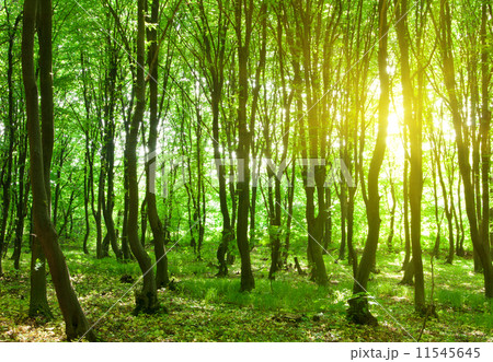 forest trees 11545645