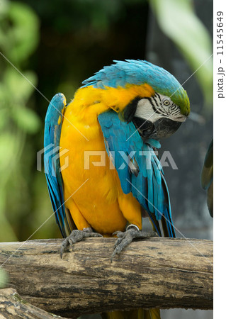 macaw macaw 11545649