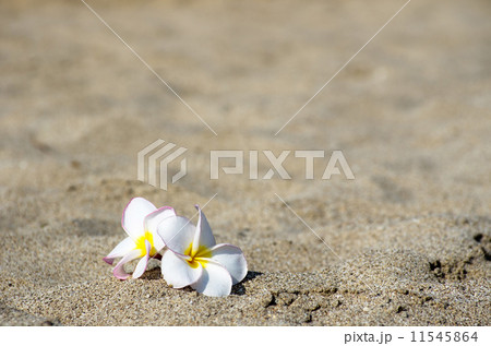 flower Plumeria 11545864