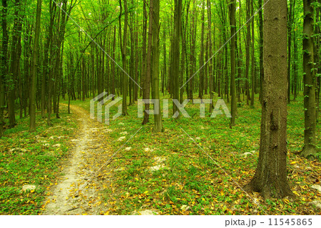 forest forest 11545865