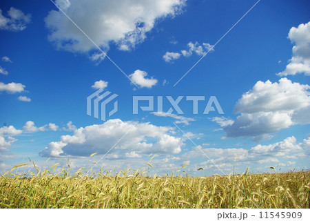 wheat 11545909