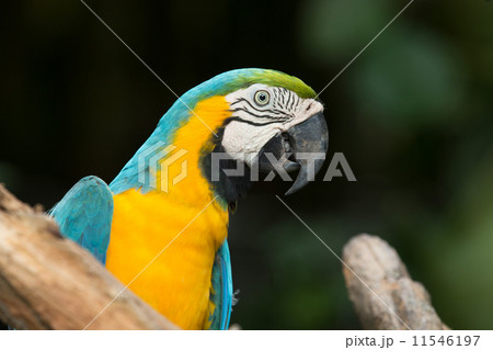 parrot 11546197