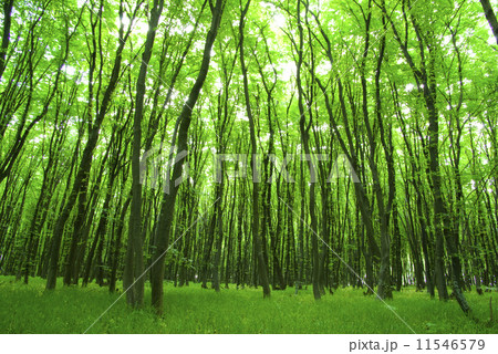 green forest 11546579