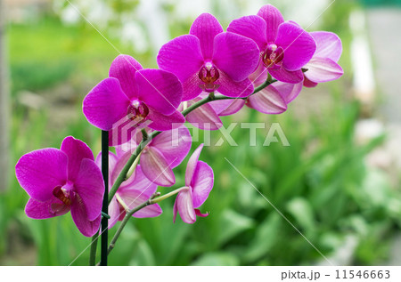 orchid orchid 11546663
