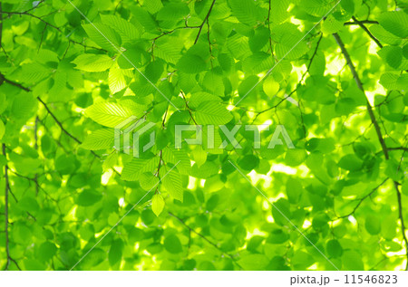 green leaves green leaves 11546823