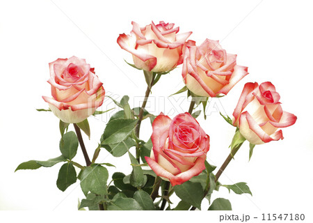 rose rose 11547180