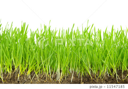 green grass 11547185