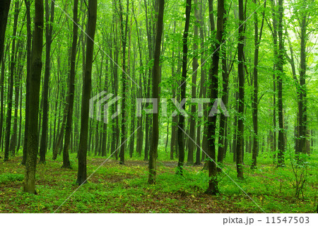 green forest 11547503