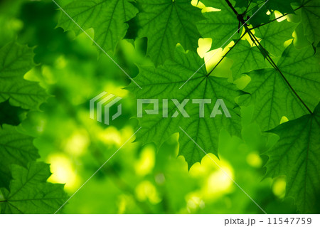 natural green background natural green background 11547759