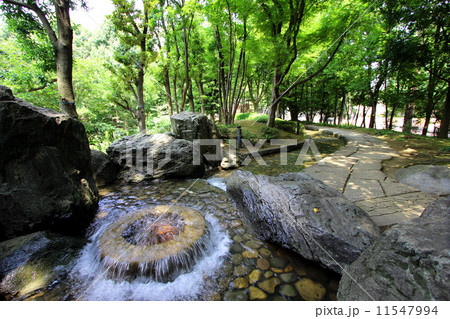 滝野川公園 11547994