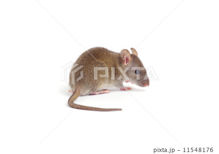 rat 11548176