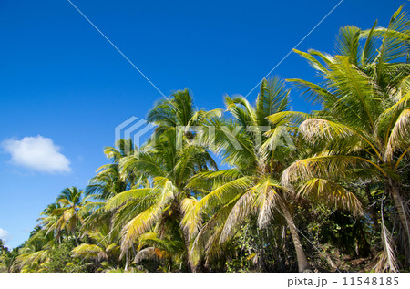 Palm tree 11548185