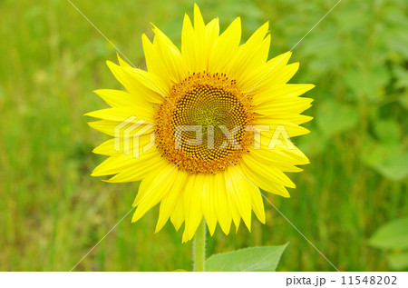 sunflowers sunflowers 11548202
