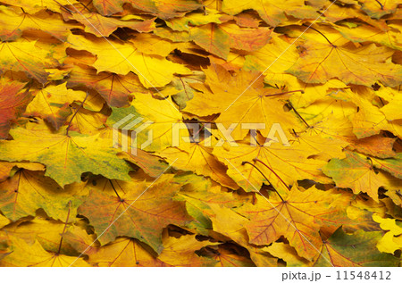 autumn leave. 11548412