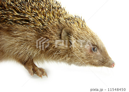 hedgehog 11548450