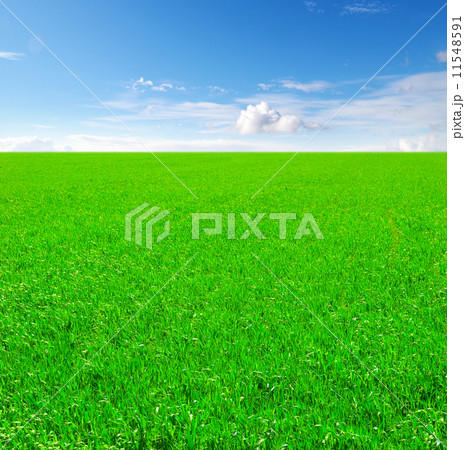 Field of grass and blue sky 11548591