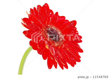 red gerbera flower red gerbera flower 11548769