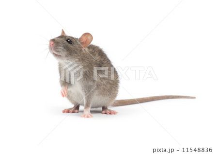 rat rat 11548836