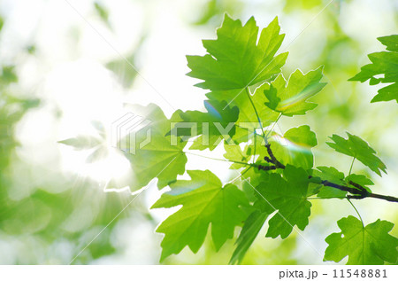 leaves leaves 11548881