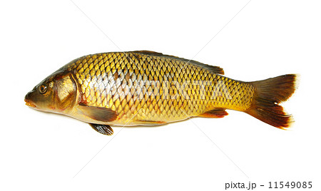 carp carp 11549085