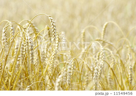 wheat field wheat field 11549456