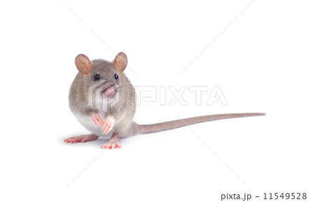 rat 11549528